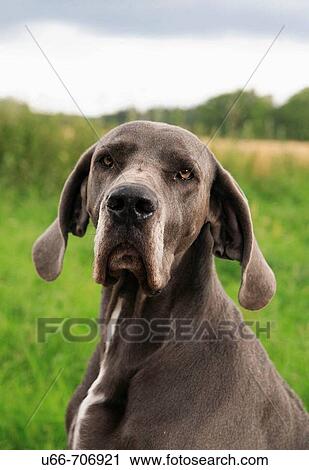 Stock Image - Dog, Great Dane. Fotosearch