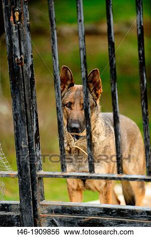 Stock Photograph - Dog guarding a country house. Fotosearch