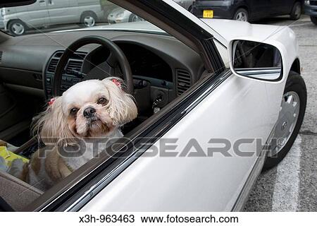 Dog in a car, Japan View Large Photo Image Stock Image - Dog in a car, Japan. Fotosearch