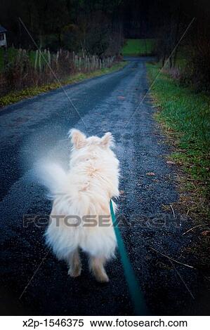 Dog in Aveyron, south of France, Europe View Large Photo Image Stock Photography - Dog in Aveyron, south of France, Europe. Fotosearch