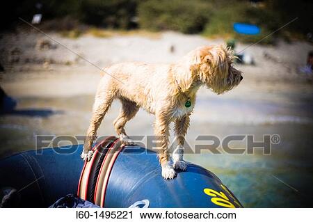 Stock Image - Dog in Cabo de Gata, Almeria, Spain. Fotosearch