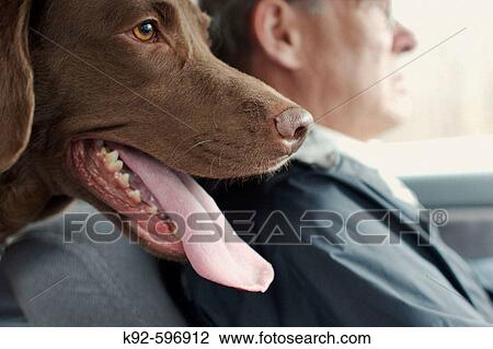 Dog in car with owner View Large Photo Image Stock Image - Dog in car with owner. Fotosearch