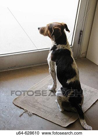 Stock Image - Dog in Minnesota at reptile farm. USA. Fotosearch