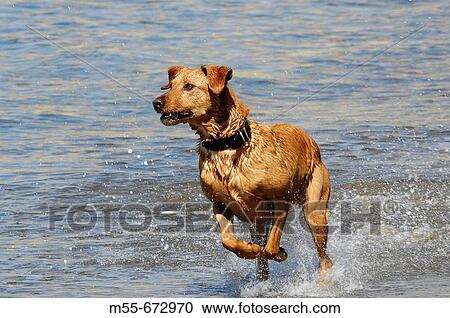 Dog in ocean View Large Photo Image Stock Image - Dog in ocean. Fotosearch