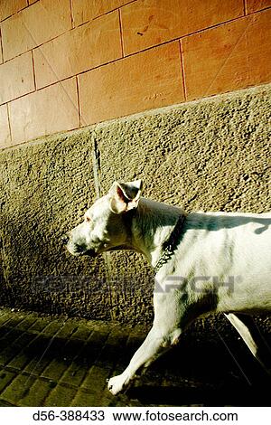 Dog in the street, Barcelona, Spain View Large Photo Image Stock Image - Dog in the street, Barcelona, Spain. Fotosearch