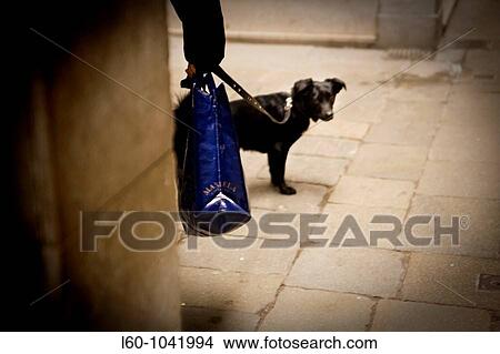 Picture - Dog in Venice, Italy. Fotosearch