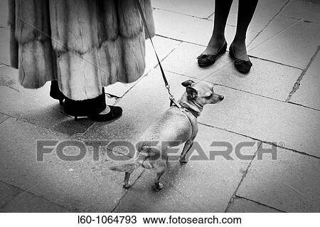 Stock Image - Dog in Venice, Italy. Fotosearch