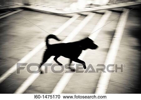Stock Image - Dog in Venice, Veneto, Italy. Fotosearch