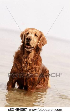 Stock Photo - Dog in water. Fotosearch