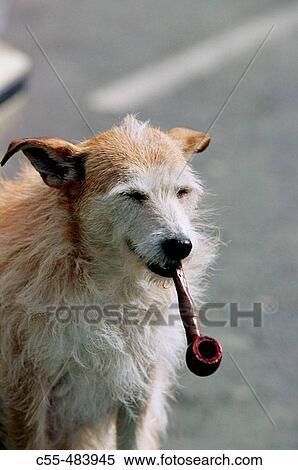 Stock Photography - Dog. Ireland.. Fotosearch