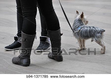 Dog, La Rambla, Barcelona, Catalonia, Spain View Large Photo Image Stock Photography - Dog, La Rambla, Barcelona, Catalonia, Spain. Fotosearch