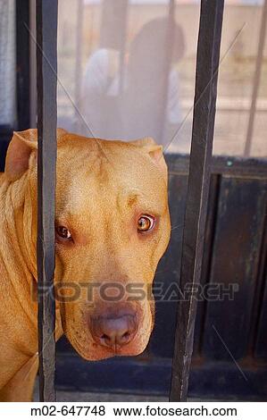 Dog locked up View Large Photo Image Stock Photo - Dog locked up. Fotosearch