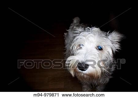 Dog looking at camera View Large Photo Image Stock Image - Dog looking at camera. Fotosearch
