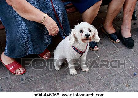 Stock Photography - Dog looking at camera. Fotosearch