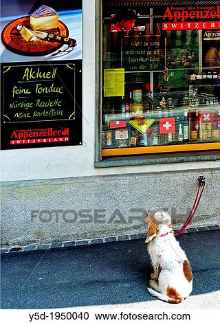Stock Image - dog looking greedily for advertising poster of Appenzell cheese, city of Appenzell, Appenzellerland, Switzerland.. Fotosearch
