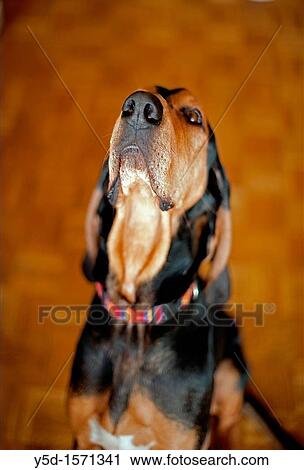 dog looking with devotion for his owner View Large Photo Image Stock Image - dog looking with devotion for his owner. Fotosearch