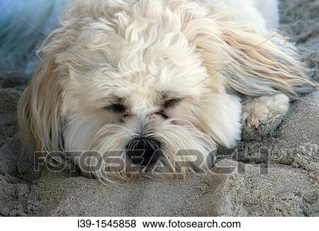 Stock Photo - dog napping on the beach.. Fotosearch