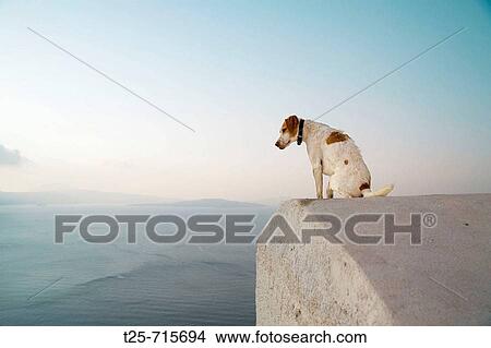 Dog on a roof, Oia, Santorin, Cyclade, Greece, Europe View Large Photo Image Picture - Dog on a roof, Oia, Santorin, Cyclade, Greece, Europe. Fotosearch