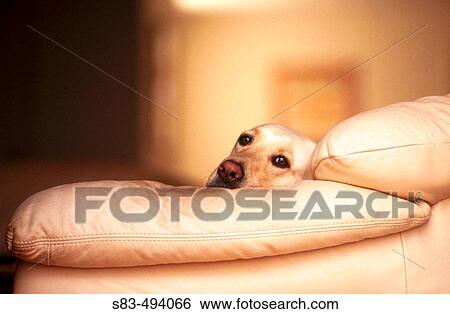 Dog on couch View Large Photo Image Stock Photograph - Dog on couch. Fotosearch