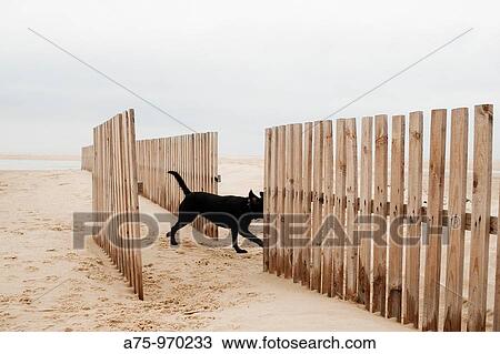 Dog on the beach, crossing fence View Large Photo Image Stock Image - Dog on the beach, crossing fence. Fotosearch