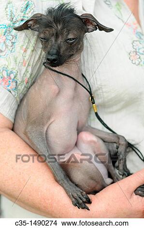 Dog View Large Photo Image Picture - Dog. Fotosearch