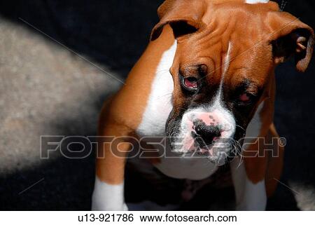Dog, Portland, Oregon, United States View Large Photo Image Stock Photograph - Dog, Portland, Oregon, United States. Fotosearch