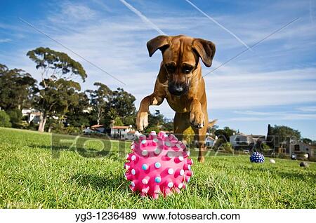 Dog pounces on toy View Large Photo Image Stock Photo - Dog pounces on toy. Fotosearch