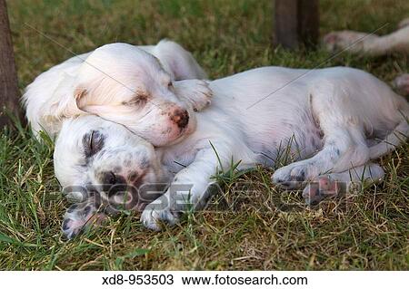 dog puppies English Setter sleeping (Canis lupus familiaris) View Large Photo Image Stock Image - dog puppies English Setter sleeping (Canis lupus familiaris). Fotosearch