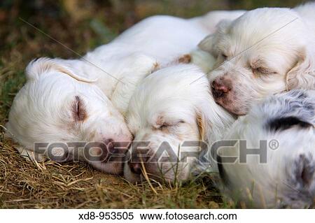 Stock Photography - dog puppies English Setter sleeping (Canis lupus familiaris). Fotosearch