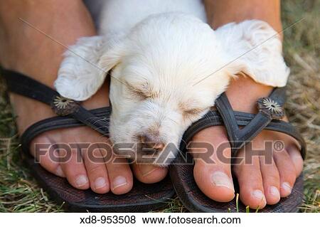 dog puppy English Setter sleeping (Canis lupus familiaris) View Large Photo Image Stock Photo - dog puppy English Setter sleeping (Canis lupus familiaris). Fotosearch