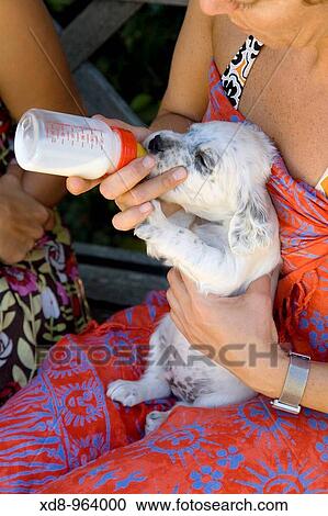 Stock Image - dog puppy of the English Setter breed sucking from a feeding bottle. Fotosearch