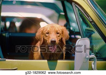 Dog rides in car View Large Photo Image Stock Image - Dog rides in car. Fotosearch
