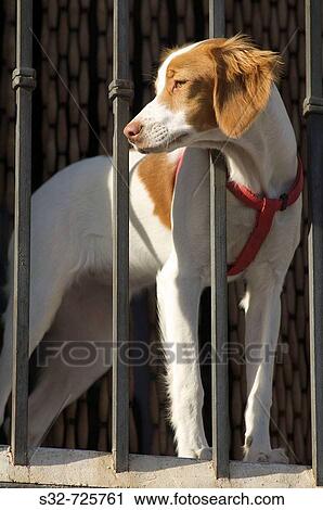 Stock Image - Dog. Rubielos de Mora, Teruel province, Aragon, Spain. Fotosearch