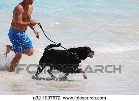Dog runs in surf View Large Photo Image Stock Image - Dog runs in surf. Fotosearch