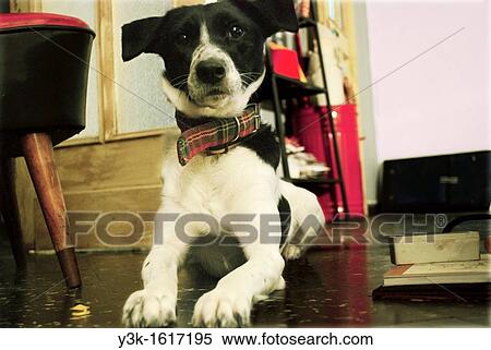 Dog sitting in the floor looking at the camera seriously, Valencia, Spain View Large Photo Image Stock Photography - Dog sitting in the floor looking at the camera seriously, Valencia, Spain. Fotosearch