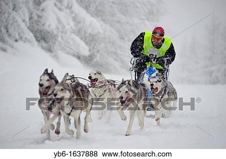 Dog Sled team racing in Jakuszyce, Poland View Large Photo Image Stock Photo - Dog Sled team racing in Jakuszyce, Poland. Fotosearch