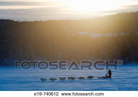 Dog Sledge in winter. Jokkmokk, Northern Sweden View Large Photo Image Stock Image - Dog Sledge in winter. Jokkmokk, Northern Sweden. Fotosearch