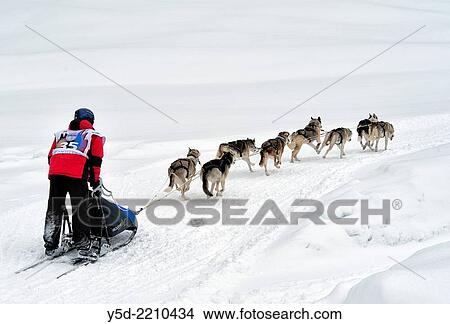 Dog sledge race in Gadmen, Switzerland. View Large Photo Image Picture - Dog sledge race in Gadmen, Switzerland.. Fotosearch