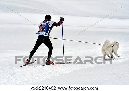 Dog sledge race, Switzerland. View Large Photo Image Stock Image - Dog sledge race, Switzerland.. Fotosearch