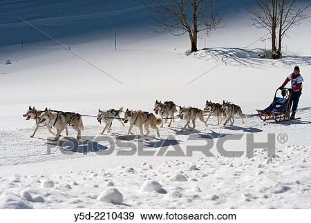 Dog sledge race, Switzerland. View Large Photo Image Stock Photo - Dog sledge race, Switzerland.. Fotosearch