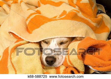 Dog sleeping under towel View Large Photo Image Stock Photography - Dog sleeping under towel. Fotosearch