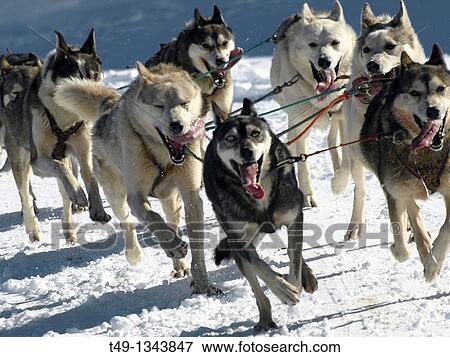 dog sleigh race in The Pirenees Pirena 2011 View Large Photo Image Stock Photo - dog sleigh race in The Pirenees Pirena 2011. Fotosearch
