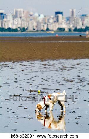 Dog, Spaniel, at the beach, Spanish Banks, Vancouver, BC, Canada View Large Photo Image Stock Photo - Dog, Spaniel, at the beach, Spanish Banks, Vancouver, BC, Canada. Fotosearch