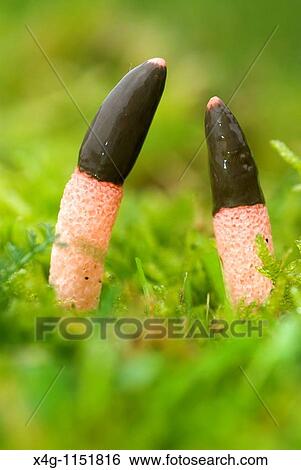 Dog Stinkhorn fungi Mutinus caninus View Large Photo Image Stock Photograph - Dog Stinkhorn fungi Mutinus caninus. Fotosearch
