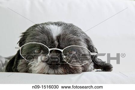 Dog View Large Photo Image Stock Image - Dog. Fotosearch