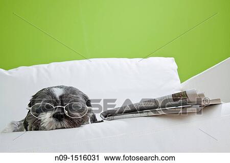 Dog View Large Photo Image Stock Image - Dog. Fotosearch