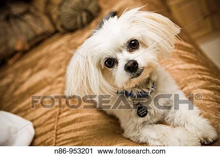 Dog View Large Photo Image Stock Image - Dog. Fotosearch