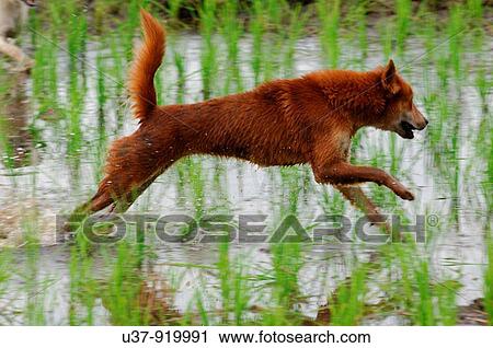 Stock Image - Dog. Fotosearch
