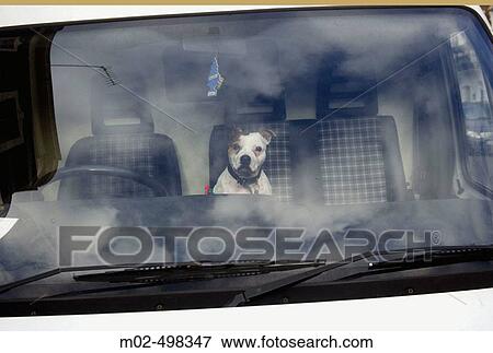 Dog. View Large Photo Image Stock Photo - Dog.. Fotosearch