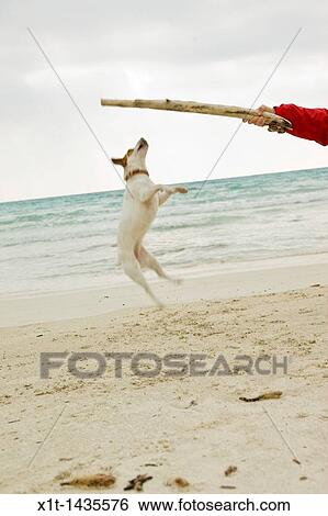 Stock Photograph - Dog.. Fotosearch